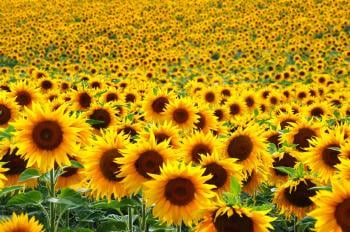 girasoles