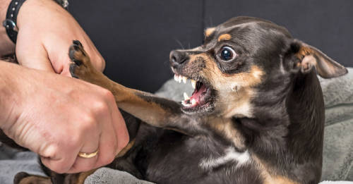 Lenguaje canino: 7 señales que anticipan que van a morder