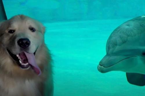 Golden retriever se hace amigo de un delfín rescatado 