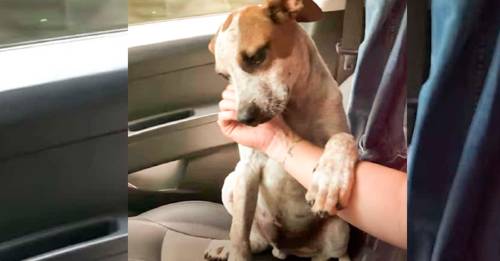 Mira la manera tan adorable que tiene este cachorro para agradecer a su nueva ..