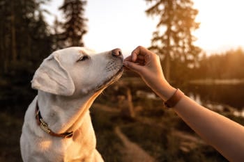 perro alimento para perro