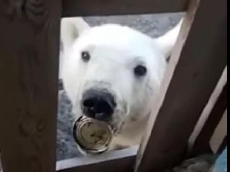 osa polarr osa polarr