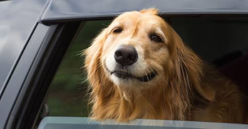 Tesla lanza el modo perro en sus coches para evitar más muertes