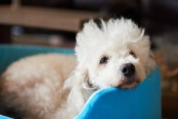 shutterstock_649778623 shutterstock_649778623