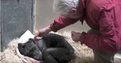 Esta anciana chimpancé a punto de morir recibió una visita inesperada que le..