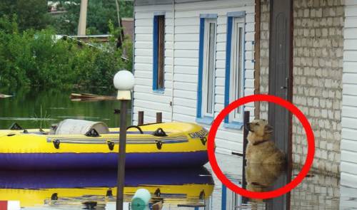 Lo que hizo este perro durante una inundación te dejará sin aliento