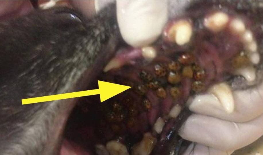Veterinario abrió la boca de este perro y quedó impactado. pone en alerta a ..