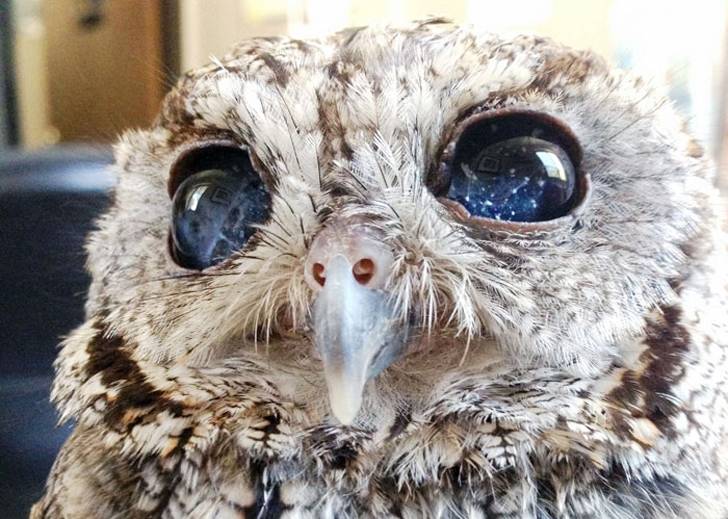 Zeus, el buho ciego que tiene estrellas en sus ojos.