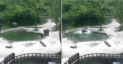 Estos dos elefantes corren para evitar la muerte de una cría al caer accident..