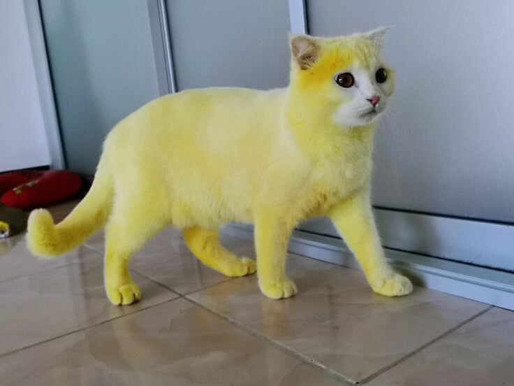 cat yellow 736x552
