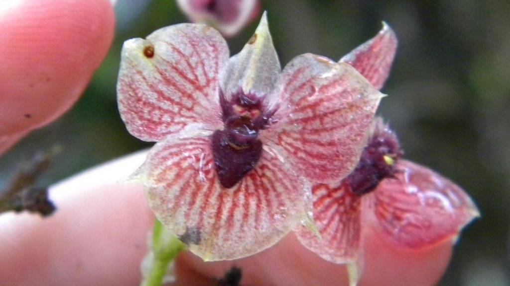 Nueva especie de orquídea que tiene un pequeño demonio adentro