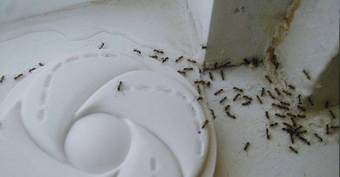 Las hormigas ya no serán un problema esta temporada