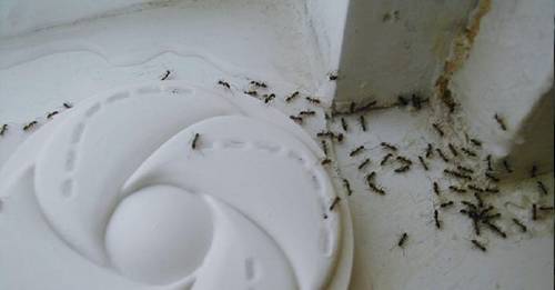 Las hormigas ya no serán un problema esta temporada