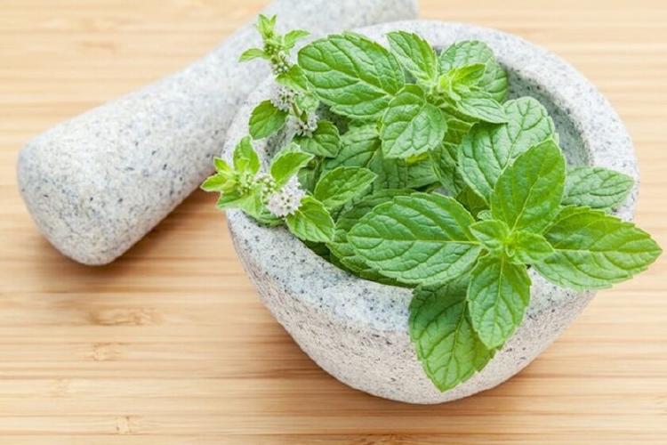 menta menta
