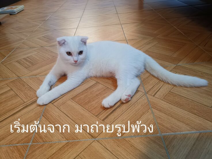cat white 736x552