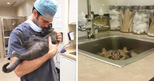 Empresa ofrece trabajo de abrazar gatitos todo el día - esta es la razón
