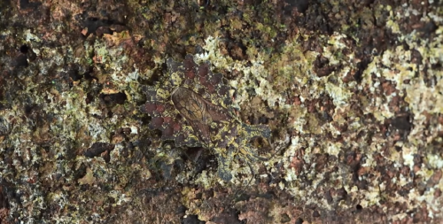 viral insecto viral insecto