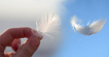 Cuál es el significado espiritual de que encuentres de manera inesperada con una pluma espiritual pluma Cuál es el significado espiritual de que encuentres de manera inesperada con una pluma