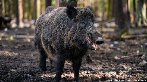 66674621_303 66674621_303