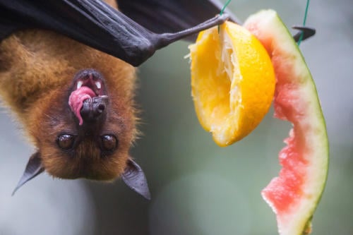Encuentran a un murciélago que tiene el tamaño de un humano