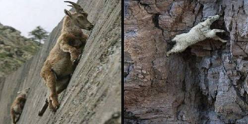 11+ fotos que muestran las cabras montañosas desafiando la ley de la gravedad