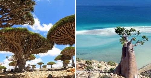 Así es Socotra, la isla de las especies perdidas