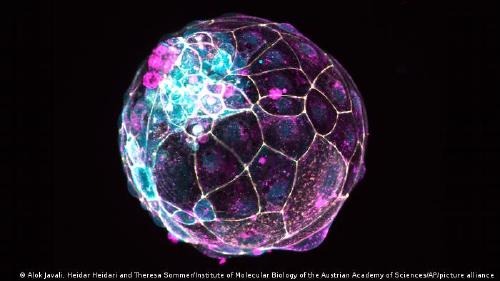 Científicos cultivan modelo completo de embrión humano, sin espermatozoides ni óvulos 
