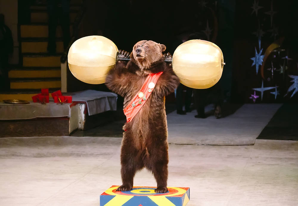 Francia prohibirá el uso de animales salvajes en los circos