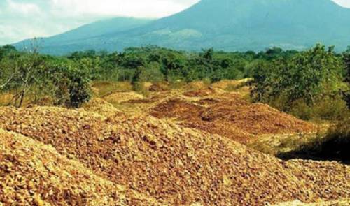 Miles de cáscaras de naranjas fueron arrojadas en una área deforestada. así..