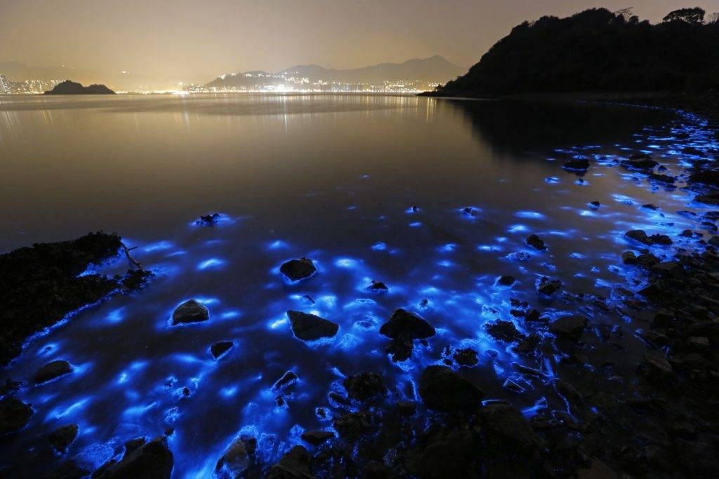 Bahías y lagunas que brillan en las noches