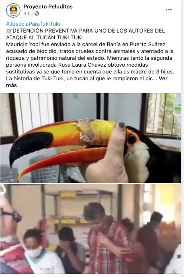 tucan bolivia maltrato dolor prision culpables selva0000