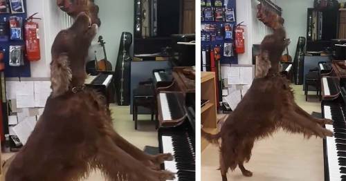 Mira cómo este perrito toca el piano y canta, en internet ya es famoso y todo..