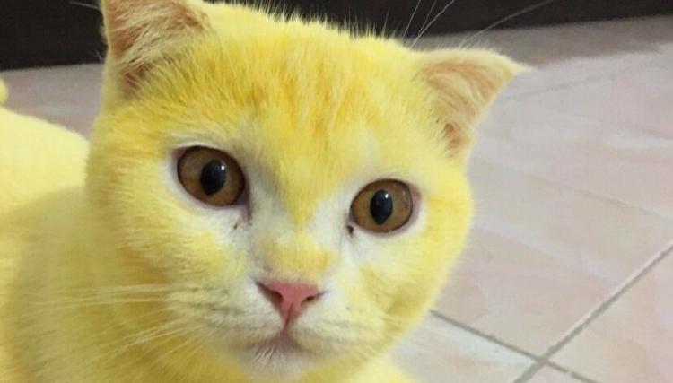 cat 1 828x472 cat 1 828x472