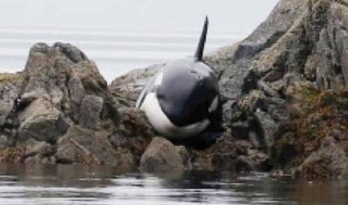 Orca atorada no dejaba de llorar – pero un extraño se acerca y hace algo in..