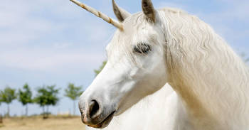 unicornio unicornio