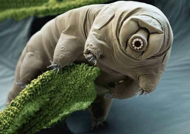 Oso de agua, un ser vivo casi inmortal