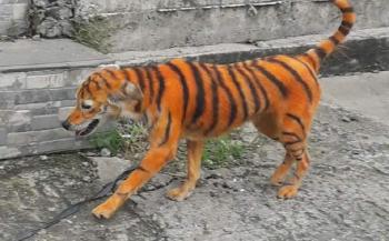 buscan dueno perrito pintado tigre_0_146_960_598