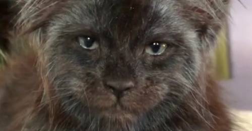 Gato con un rostro casi humano se vuelve viral, y jamás podrás olvidar su cara