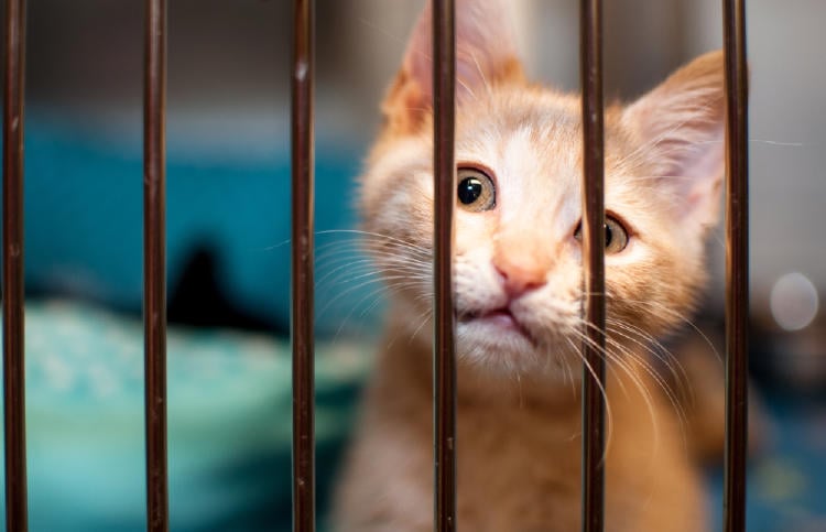 shutterstock_1168047397 shutterstock_1168047397