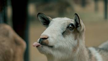 animales psicoactivas animales psicoactivas