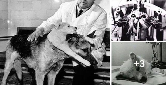 6+ experimentos crueles realizados con animales