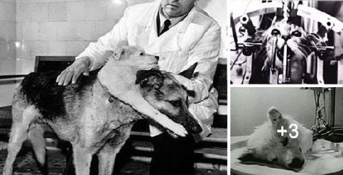 6+ experimentos crueles realizados con animales