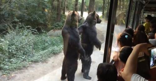 Estos osos caminan como humanos los excursionistas que estaban en el parque qu..